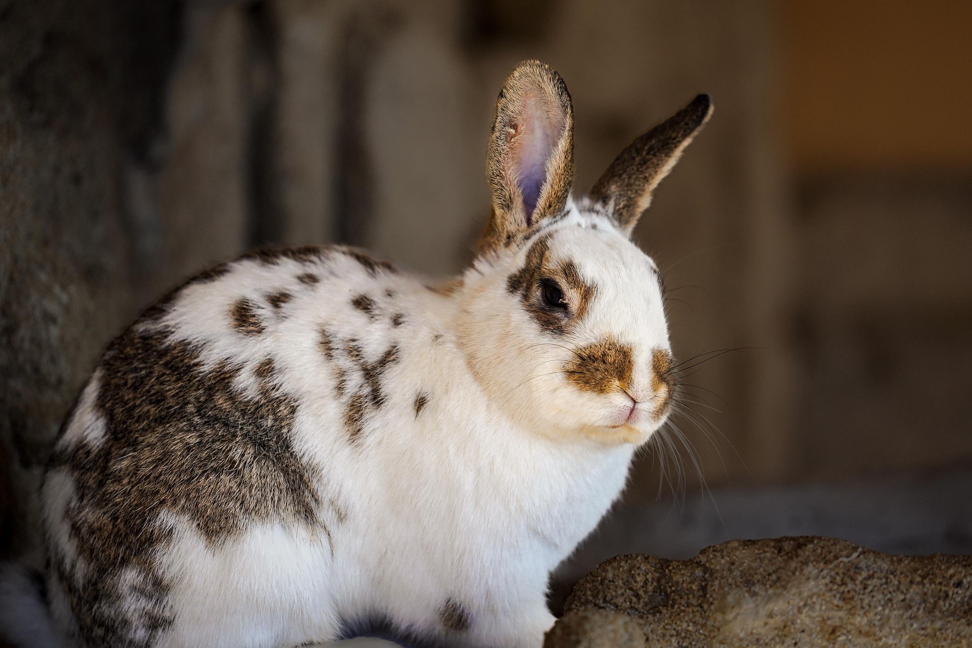 OnlyBuns – Social Media Platform